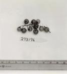 FRUIT